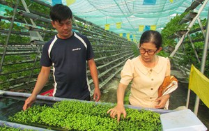 Trồng thứ rau công nghệ cao, ấy thế mà anh nông dân Tây Ninh hễ bán là hết sạch, lại được giá hời