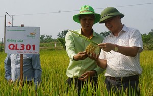 Bộ giống lúa của ThaiBinh Seed khẳng định chất lượng, cho năng suất vượt trội trên những cánh đồng Nghệ An