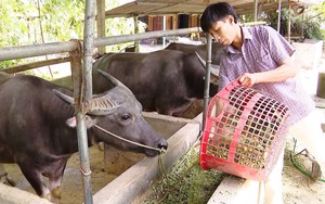 Vốn ưu đãi Ngân hàng Chính sách xã hội mở lối làm ăn cho nông dân nghèo Tuyên Quang