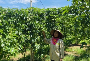 Gia Lai: Người trồng chanh dây 