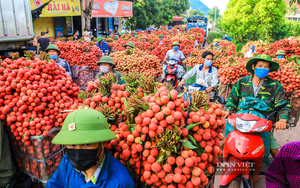 Bắc Giang có thêm 12 mã số vùng trồng vải thiều xuất khẩu