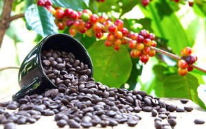 Giá cà phê hai sàn tiếp tục tăng, cà phê nội cán mốc 60.000 đồng/kg