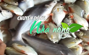 Chuyển động Nhà nông 22/5: Nắng nóng làm giảm nguồn cung, nhiều loại cá nuôi tăng giá mạnh