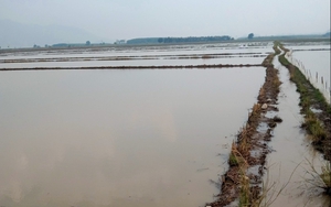 Bình Thuận: Mưa lớn, hàng trăm hecta lúa hè thu vừa gieo sạ ở Tánh Linh chìm trong biển nước