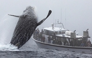 Bức ảnh cá voi lưng gù nhảy gây sửng sốt ở Mỹ