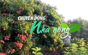 Chuyển động Nhà nông 23/5: Vải thiều Việt Nam sẵn sàng “ra khơi”