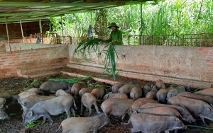 Nuôi thứ heo "bắt ăn kham khổ", ông nông dân Đắk Nông bán 150.000 đồng/kg vẫn cứ nhiều người mua