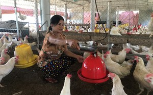 Lắp phun sương, tiếp vitamin…người nuôi gà ở Nghệ An tung hết chiêu để cứu đàn gà