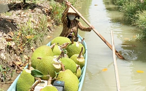 Giá mít Thái hôm nay 24/5: Vì sao xảy ra trường hợp mít Thái ăn không ngọt?