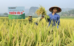 Giống lúa Thiên ưu 8 thế hệ mới thể hiện đặc tính ưu việt gì mà được nông dân Tuyên Quang ưa thích?