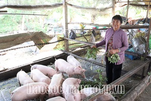 Sóc Trăng: Nông dân tiết lộ độn thêm những thứ gì vào thức ăn cho heo, vừa giảm chi phí lại tăng lợi nhuận?