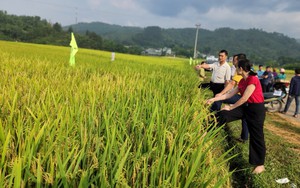Hai giống lúa mới cho năng suất vượt trội trên cánh đồng Mường Than ở Lai Châu