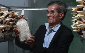 Một nông dân Lâm Đồng trồng loại nấm gì mà bán 1,8 triệu/kg vẫn cháy hàng?