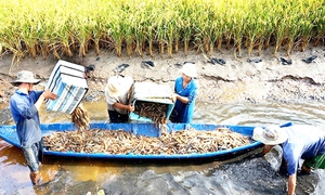 Trồng lúa hữu cơ ai ngờ trúng thêm tôm đồng