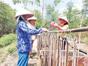 Một loài cá hiếm tên nghe lạ tai, nhìn như con rắn, đem phơi 1 nắng thành đặc sản có giá tiền triệu