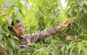 Trồng loại quả ngon, có công dụng cải thiện xương khớp, thần kinh, ở Lào Cai, nông dân đã bán 200 tấn
