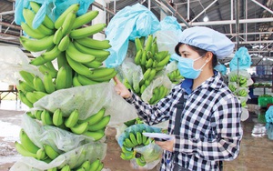 Trung Quốc, Hoa Kỳ, Nhật Bản thu mua la liệt nông sản Việt Nam, nhiều mặt hàng thu về tỷ USD