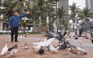 Người đàn ông 13 năm làm “cha” của hơn 1.000 con chim bồ câu ở Đà Nẵng