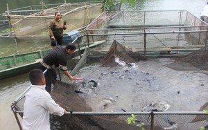Nuôi loại cá lăng đặc sản trên sông Găng ở Nghệ An, sau 11 tháng bắt lên toàn con to bự