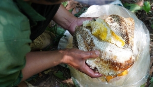 Săn ong - Nghề nguy hiểm bậc nhất rừng già Kon Chư Răng, trung bình mỗi chuyến bỏ túi vài triệu