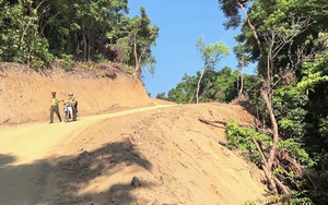 Quảng Ngãi: Sẽ làm việc với Tập đoàn Đèo Cả về hơn 7.500 m2 rừng Kfw6 bị hạ trái phép 
