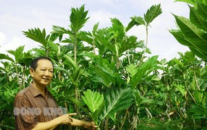 Một nông dân Bến Tre trồng ổi Nhật, trồng thứ cây ra trái như quả mít, hễ bán tiền chuyển vào tài khoản rất nhanh