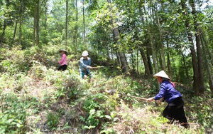 Lai Châu: Hiệu quả từ chính sách chi trả dịch vụ môi trường rừng ở Mường Cang