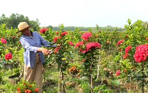 Trồng xen hai loại hoa tượng trưng cho sự giàu có, chị nông dân Tây Ninh thu nửa tỷ mỗi năm