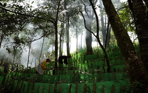 Ngã ba biên giới Mường Nhé ở Điện Biên, nơi dân giữ rừng, được hưởng lợi từ rừng