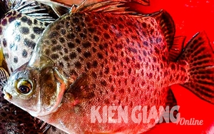 Loài cá này &quot;mặc áo hoa&quot;, thân hình ngộ nghĩnh, ở Kiên Giang là thứ cá ngon, thịt săn chắc, ăn béo ngọt