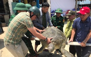 Thừa Thiên - Huế: Ngư dân bắt được cá thể vích khổng lồ, nặng tới hơn 100kg 