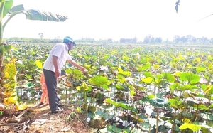 Vùng đất này ở Hậu Giang, nông dân nuôi cá trong ruộng sen, cánh đồng đã đẹp lại thu lợi kép