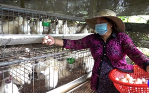 Cám cảnh nuôi gà ác ở Tiền Giang, nhặt trứng mỏi tay, ngoảnh đi quay lại lỗ vẫn hoàn lỗ