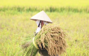 Quảng Bình: Nông dân bịt kín như "Ninja" gặt lúa giữa nắng nóng hơn 40 độ C