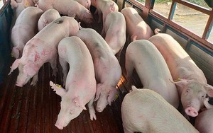 Người chăn nuôi đang chờ đợi giá lợn hơi mới khởi sắc hơn ở đầu số 6