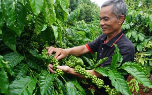 Nông dân Đăk Lăk thi đua sản xuất kinh doanh giỏi, lập thành tích chào mừng Đại hội Hội Nông dân các cấp