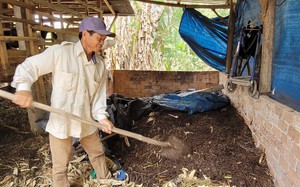 Ở Việt Nam có thứ gì được cho là nguồn lợi lớn cho nông nghiệp tuần hoàn, nhưng đang bị bỏ phí?
