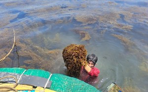 Dân nơi này ở Nghệ An chỉ trồng rau trái vụ, bán đắt như tôm tươi, hễ nhổ là bán hết - Ảnh 6.