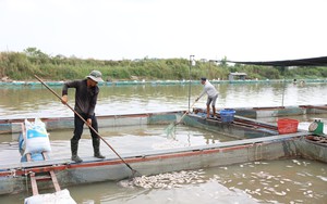 Hàng chục tấn cá chết/ngày trên dòng sông Sêrêpôk, ngành chức năng ở Đắk Lắk thông báo nguyên nhân