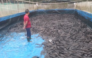 Vùng bãi ngang ven biển Quảng Trị, nông dân nuôi cá lóc ở ao lót bạt, tăng thu nhập, vươn lên làm giàu