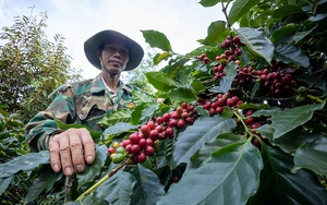 Toàn cầu nguy cơ thiếu hụt 7,3 triệu bao một loại hạt, Việt Nam sẽ được hưởng lợi về giá?