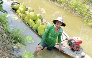 Giá mít Thái hôm nay 8/5: Vì sao thương lái vào vườn chỉ mua mít Kem khi giá tăng?