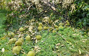 Bình Thuận: Mưa lớn, giông lốc, 800 cây sầu riêng đổ, ngã, rụng trái, nông dân mất trắng 60 tỷ đồng