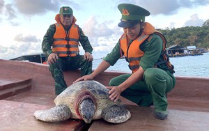 Một con rùa biển quý hiếm nặng 80kg được lực lượng chức năng Kiên Giang thả về đại dương