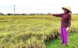 Quảng Bình: Giông lốc khiến hàng nghìn hecta lúa đến kỳ thu hoạch ngã rạp, chìm trong nước