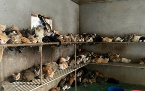 Đồng Tháp: Công an “phát hiện” thêm 240 con mèo không rõ nguồn gốc sau phản ánh của Dân Việt