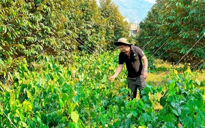 Mang thứ rau rừng Cao Bằng vào trồng xen sầu riêng, ai ngờ nông dân Đắk Lắk hái là bán hết sạch