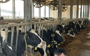 Một doanh nghiệp chăn nuôi bò sữa ở Tuyên Quang đạt được 2 chứng nhận khó và khắt khe