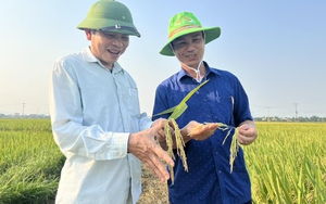 Nghệ An: Giống lúa lai Phúc Thái 168 của ThaiBinh Seed cho năng suất lên đến 80 tạ/ha.