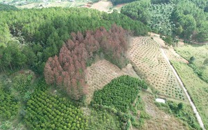 Lâm Đồng: Đốc thúc thu hồi gần 257 tỷ đồng tiền bồi thường thiệt hại tài nguyên rừng